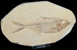 Diplomystus Fossil Fish - Wyoming #6601-1